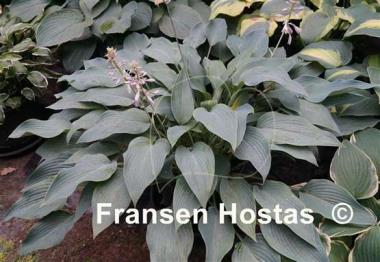 Hosta Yankee Blue