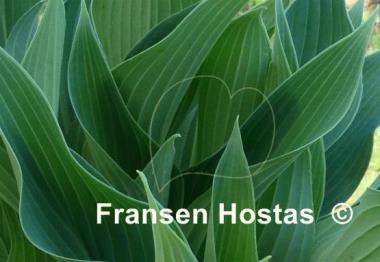 Hosta Yankee Blue