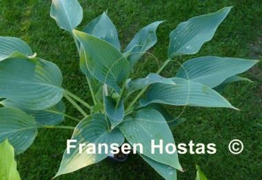Hosta Yankee Blue