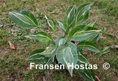 Hosta Yap Yum