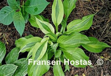 Hosta Yap Yum