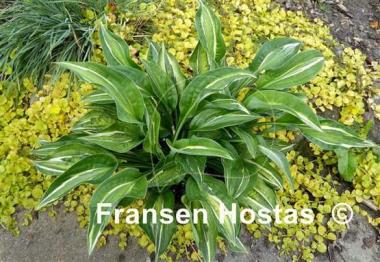 Hosta Yap Yum