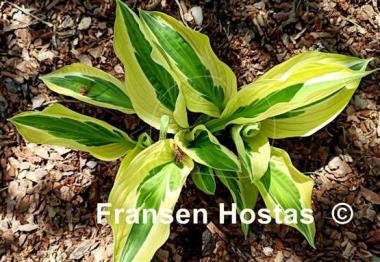 Hosta Yap Yum