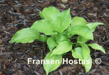 Hosta Yea