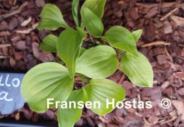 Hosta Yellow Boa