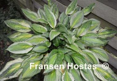 Hosta Yellow Polka Dot Bikini