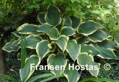 Hosta Yellow River