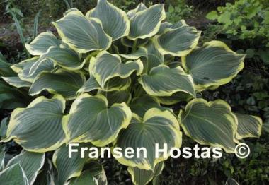Hosta Yellow River