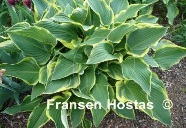 Hosta Yellow River