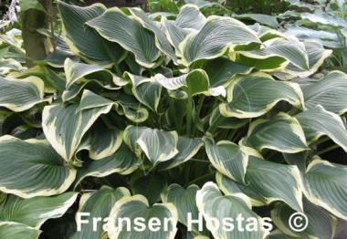 Hosta Yellow River