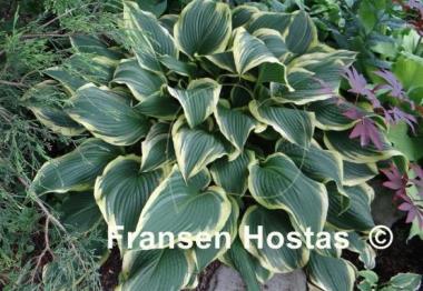 Hosta Yellow River