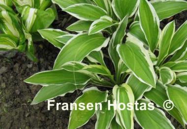 Hosta Yellow Splash Rim