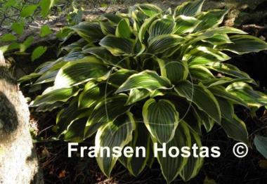 Hosta Yellow Splash Rim