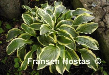 Hosta Yellow Splash Rim