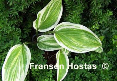 Hosta Yellow Splash