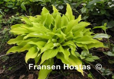 Hosta Yellow Waves