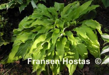 Hosta Yellow Waves