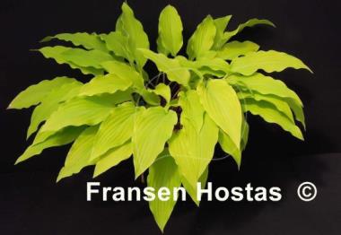 Hosta Yellow Waves