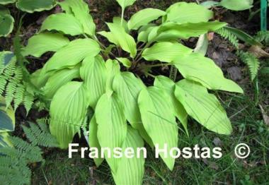 Hosta Yellow Waves