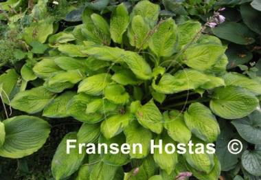 Hosta Yesterday's Memories