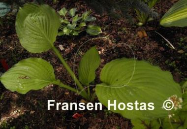 Hosta Yesterday's Memories