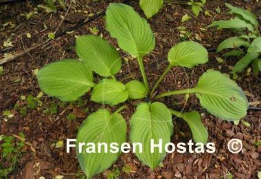 Hosta Yesterday's Memories