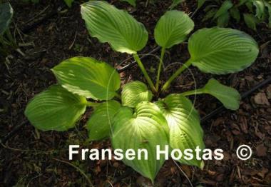 Hosta Yesterday's Memories