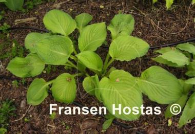 Hosta Yesterday's Memories