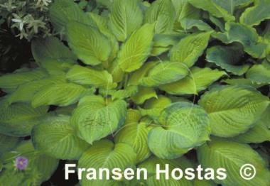 Hosta Yesterday's Memories