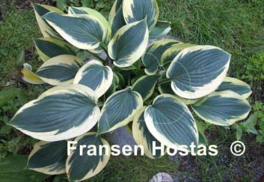 Hosta Yin