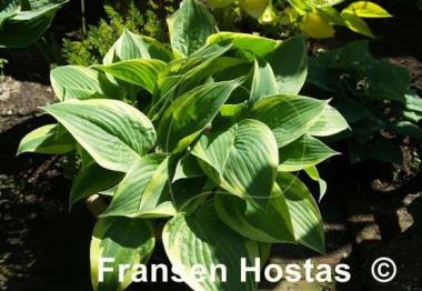 Hosta Yin