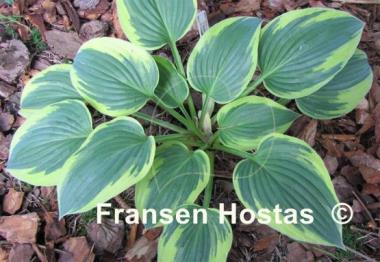 Hosta Yin