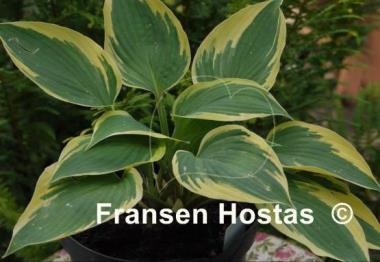Hosta Yin
