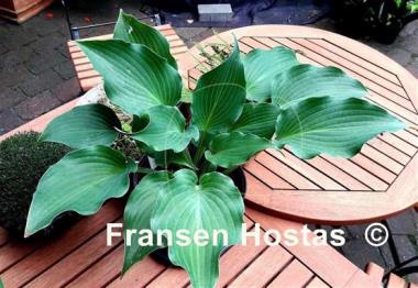 Hosta Yoshi