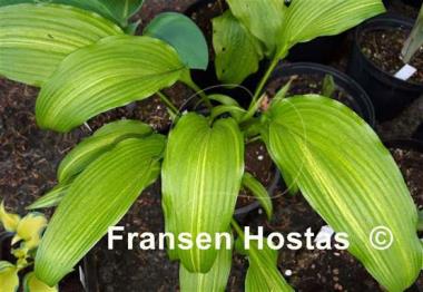 Hosta Yoshinogawa