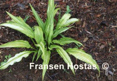 Hosta Yoshinogawa