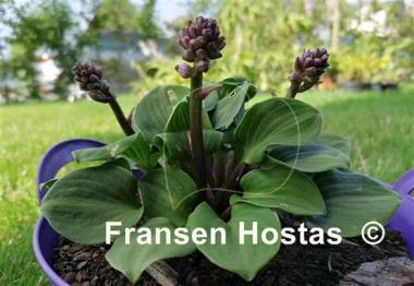 Hosta You're So Vein