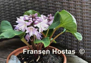 Hosta You're So Vein