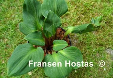 Hosta You're So Vein