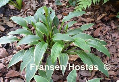 Hosta Yucca Ducka Do
