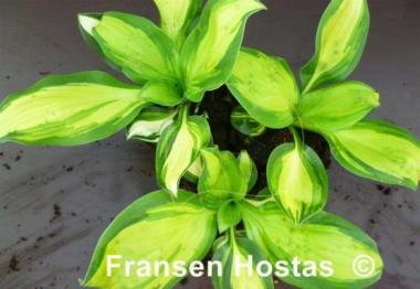 Hosta Yuuyakee