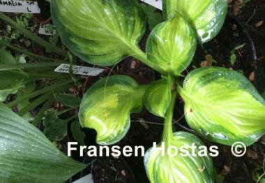 Hosta Yuuyakee