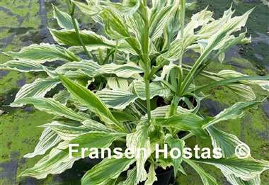 Hosta Zebra Print