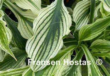 Hosta Zebra Print