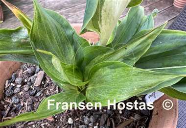 Hosta Zeus 