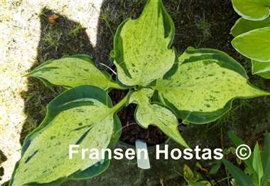 Hosta Zeus 