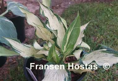 Hosta Zeus 