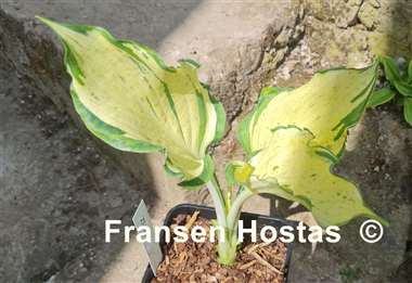 Hosta Zeus 