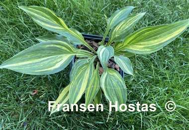 Hosta Zig Zag