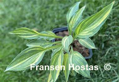 Hosta Zig Zag